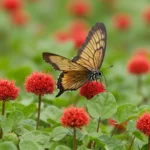 Discover the Wonders of Sorrel Sorrel: Health, Uses, and Benefits